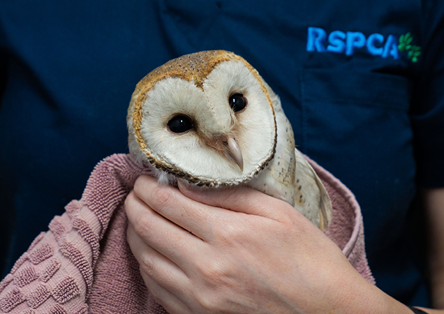 Owl being held by an RSPCA Queensland Team member.